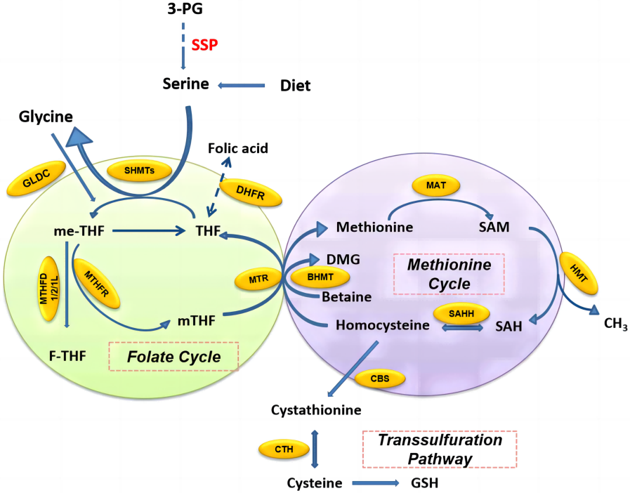 Overview_of_one-carbon_metabolism_around_the_folate_cycle,_methionine_cycle_and_trans-sulfuration_pathway._[3]